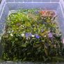 Rare types of bucephalandra and anubias - fishtank plants Image 2