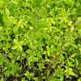 Herbs, Fruit Bushes, Tomato Plants Image 5