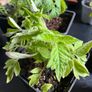 plants Image 3