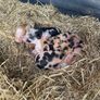 Kune Kune piglets Image 2