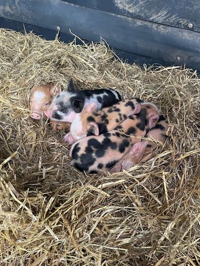 Kune Kune piglets
