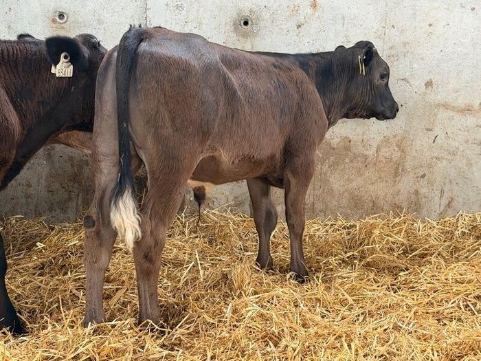 10 Charolais and Limousin Weanlings