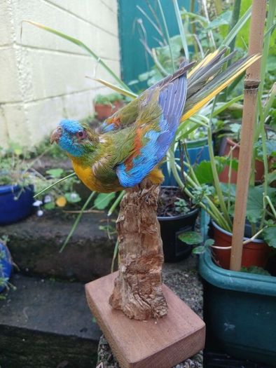 taxidermy