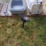 Cat/pet  carriers Image 2