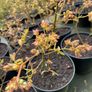 Medium Bush Blueberry 2l pot available in September Image 6