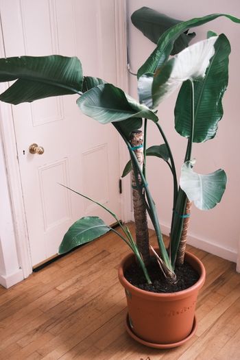 Large Houseplant Collection: 4 Monsteras, Rubber Tree & Giant Bird of Paradise