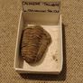 Fossils Image 2