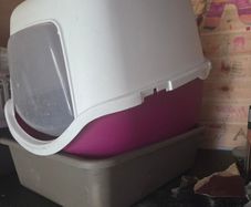 cat carrier, litter box and litter tray