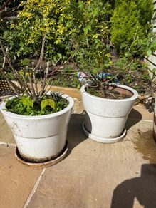 pots