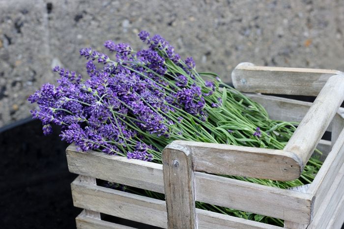 Dried Lavender bunch ... Dried flower bouquet / Handpicked / Superior Quality/ Lavender wedding / Bridesmaid bouquet