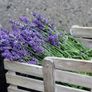 Dried Lavender bunch ... Dried flower bouquet / Handpicked / Superior Quality/ Lavender wedding / Bridesmaid bouquet Image 3