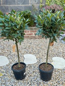 Laurus Nobilis with 35cm head in 10L pot and 120cm in height