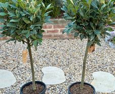 Laurus Nobilis with 35cm head in 10L pot and 120cm in height