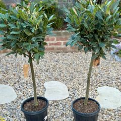 Laurus Nobilis with 35cm head in 10L pot and 120cm in height