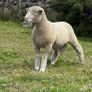 Dorset rams Image 9