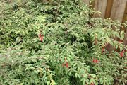 Fuchsia plants