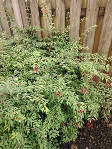 Fuchsia plants
