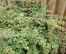 Fuchsia plants