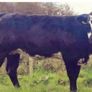 In Calf Heifers Sept 26th Ballinasloe Mart Image 3