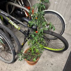 Tomato plant and 2 corner pots