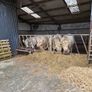 Bulls Image 9