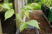 Black walnut (Juglans nigra) sapling 23 cm