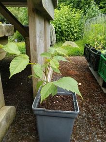 Black walnut (Juglans nigra) sapling 23 cm