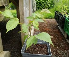Black walnut (Juglans nigra) sapling 23 cm