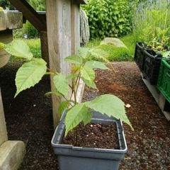 Black walnut (Juglans nigra) sapling 23 cm