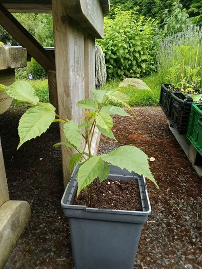 Black walnut (Juglans nigra) sapling 23 cm