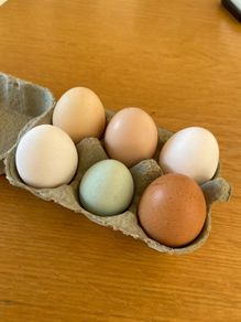 Free Range Duck Eggs for sale.