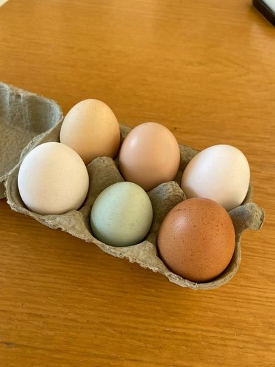 Free Range Duck Eggs for sale.