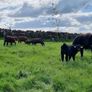 First calved Heifers Image 4