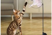 Cat Accessory