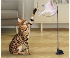 Cat Accessory