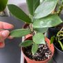 plants Image 2