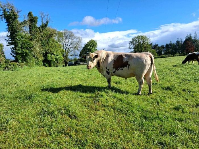 Bull