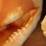 Pair Of Vintage Conch Shells Image 5