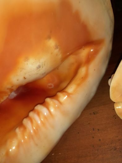 Pair Of Vintage Conch Shells