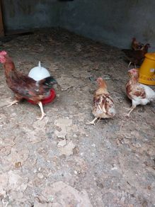 2 Road Island Red Roosters for Free