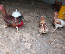 2 Road Island Red Roosters for Free
