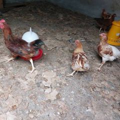 2 Road Island Red Roosters for Free