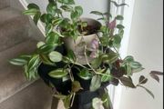 tradescantia