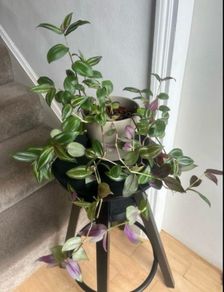 tradescantia