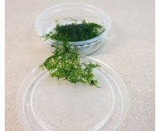 Riccardia chamedryfolia (MINI PELIA) 30ml 5 cups