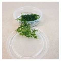 Riccardia chamedryfolia (MINI PELIA) 30ml 5 cups