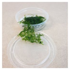 Riccardia chamedryfolia (MINI PELIA) 30ml 5 cups
