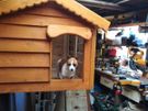 Heavy duty dog kennels all sizes Image 10