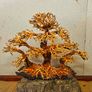 Bonsai Tree Large Image 3