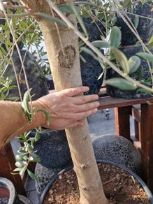 olive tree